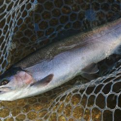 サクラマスは不発気味だったけど楽しめたフィッシングパーク高島の泉